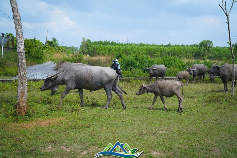 Cận cảnh khu đô thị ở Đồng Nai hoang tàn, cỏ mọc um tùm sau 28 năm quy hoạch