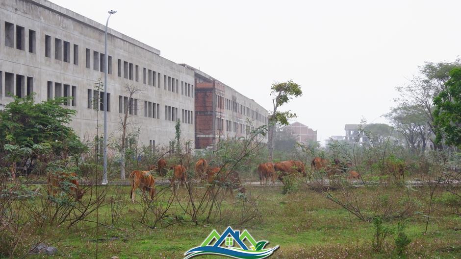 Cảnh hoang tàn của 'siêu' đô thị sinh thái 381ha 'view triệu đô' ở Đà Nẵng